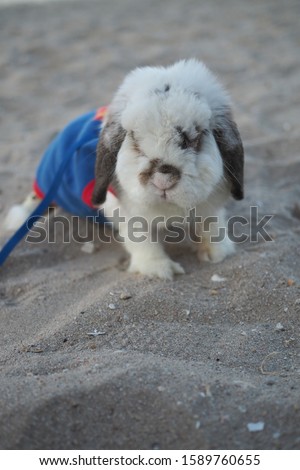 White furry rabbit  Walking on the beach