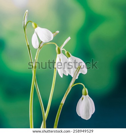 Similar – Image, Stock Photo spring bells Spring