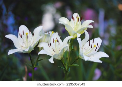 White garden Asiatic lilies petals growing in a home garden. Spring or summer flowers in full bloom on green background. Bulb plants. Gardening, floriculture, horticulture plants flowers care concept.