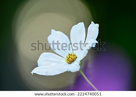 Similar – White garden dahlia against a blue sky