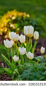 White Garden Or Didiers Tulip Flower Plant Blooming In A Garden And Forest Field Or Botanical Nature In Spring. Closeup On Tulipa Gesneriana Growing In Soil Alongside A Green Lawn Of Grass.