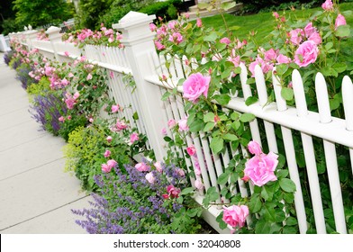 White Garden Fence Pink Roses Salvia Stock Photo Edit Now