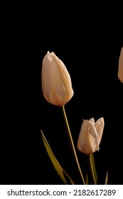 White Garden Flowers Growing Against A Black Background. Closeup Of Didiers Tulip From The Tulipa Gesneriana Species With Pure Petals For A Beautiful Bouquet Blooming In Nature During Spring