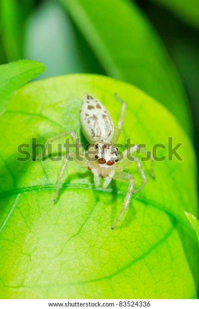 White Garden Jumping Spider On Green Stock Photo Edit Now 83524336
