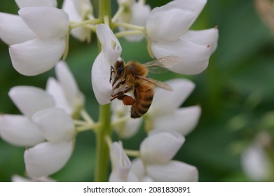 White Garden Lupin (Lupinus Polyphyllus) With A Bee