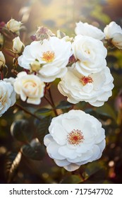 White Garden Roses Vintage Autumn Photo. Nature Outdoor Macro Closeup Toned Photo