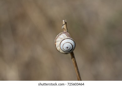 White Garden Snail Theba Pisana Stock Photo Edit Now