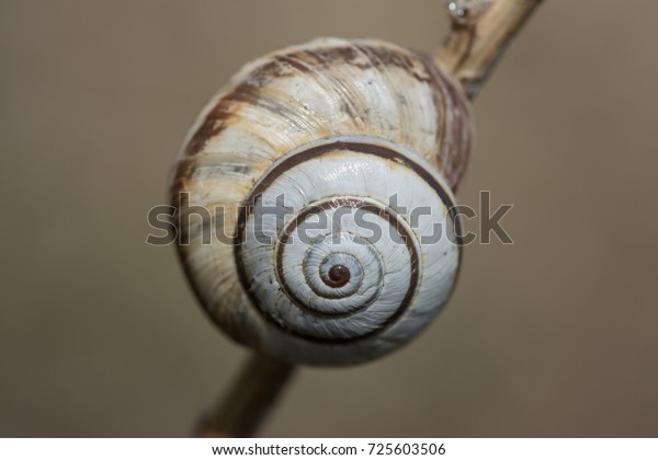 White Garden Snail Theba Pisana Animals Wildlife Stock Image