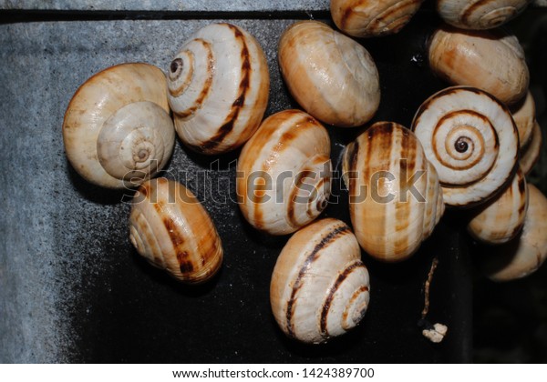 White Garden Snails Theba Pisana Animals Wildlife Stock Image