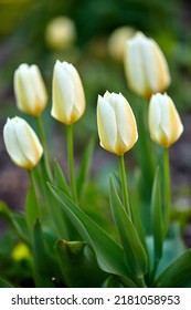 White Garden Tulips Growing In Spring. Closeup Of Didiers Tulip From The Tulipa Gesneriana Species With Vibrant Petals And Green Stems Blossoming And Blooming In Nature On A Sunny Day In Spring