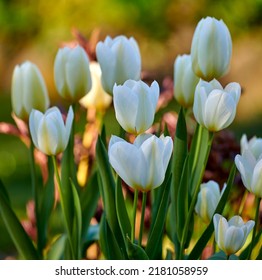 White Garden Tulips Growing In Spring. Closeup Of Didiers Tulip From The Tulipa Gesneriana Species With Vibrant Petals And Green Stems Blossoming And Blooming In Nature On A Sunny Day In Spring