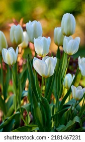 White Garden Tulips Growing In Spring. Closeup Of Didiers Tulip From The Tulipa Gesneriana Species With Vibrant Petals And Green Stems Blossoming And Blooming In Nature On A Sunny Day Outdoors