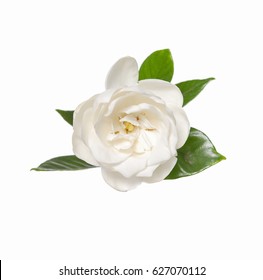 White Gardenia Blooming

