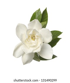 White Gardenia Blossom