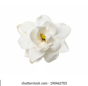 White Gardenia Blossom