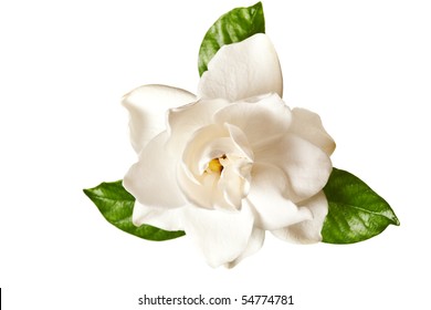 White Gardenia Blossom Isolated