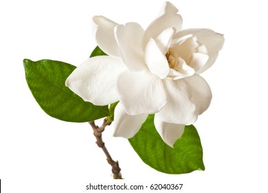 White Gardenia Blossom Isolated