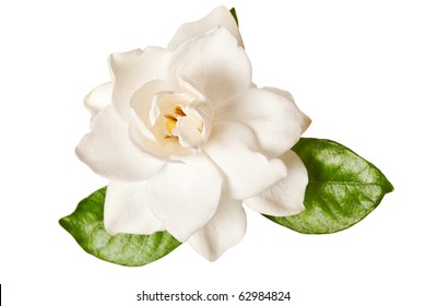 9,035 Gardenia isolated Images, Stock Photos & Vectors | Shutterstock