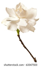 White Gardenia Blossom Isolated