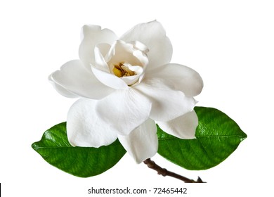 White Gardenia Blossom Isolated