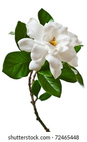 White Gardenia Blossom Isolated