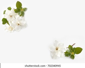 White Gardenia Flower Bouquet Isolated On White Background.