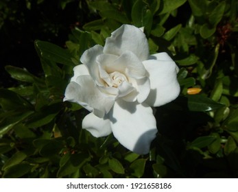 White Gardenia Flower Closed Up