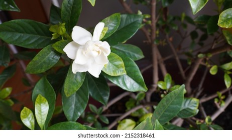 White Gardenia Flower With Green Foliage. 