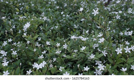 White Gardenia Flower At PT Gas Station Park Nonthaburi Province Thailand 23 Jan 2020