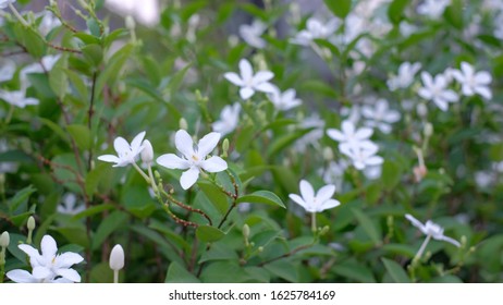 White Gardenia Flower At PT Gas Station Park Nonthaburi Province Thailand 23 Jan 2020