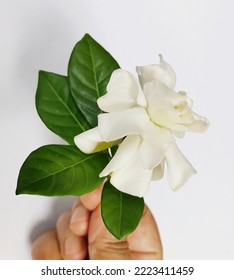 A White Gardenia Jasmine Flower 