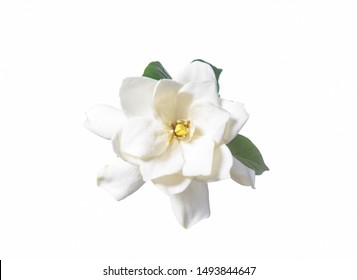 White Gardenia With Leaf Isolated