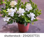 White gardenia plant close up in pots 