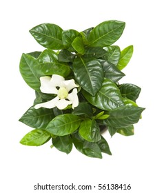 White Gardenia Plant Isolated On White;