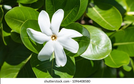 White Gardenia Taitensis Flower, Tahitian Gardenia.