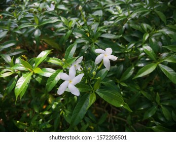 White Gardinia Images, Stock Photos u0026 Vectors  Shutterstock