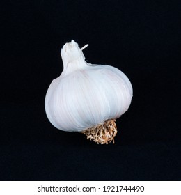 White Garlic Bulb on a black background with trimmed roots