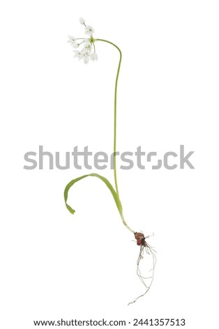 Image, Stock Photo ornamental garlic Plant
