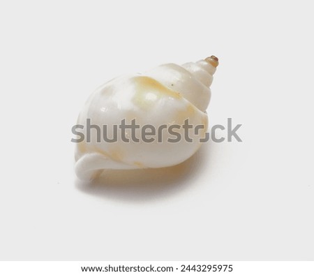 White gastropod mollusc, isolated shell against white background