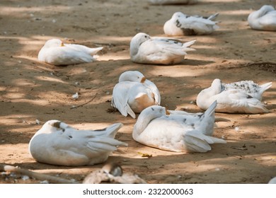 White geese birds lying on ground in Lodi Garden indian New Delhi city park, many white anser waterfowl birds resting on ground at warm weather, sleeping white geese birds in park, birds breeding
