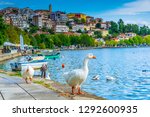 White geese with Kastoria town on background in Greece
