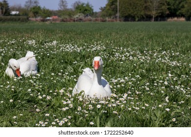 White Geese Laying In Field With Flowers