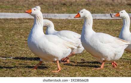 White Geese On The Farm