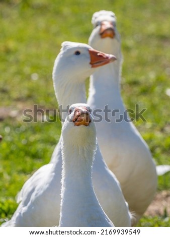 Similar – Foto Bild Unzertrennlich Gans Vogel