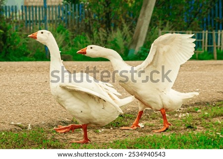 Similar – Foto Bild Gänseschwarm Vogel Natur