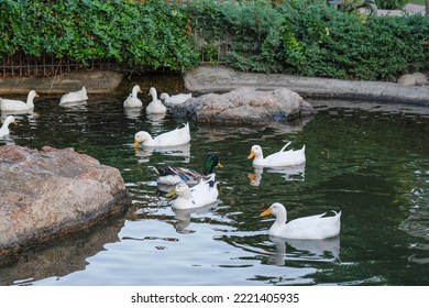 White Geese Swim In The Pond