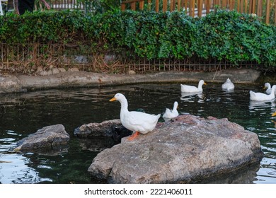 White Geese Swim In The Pond