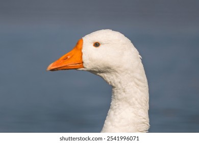 white geese swimming in the river. poultry farming on the farm. Goose close-up. - Powered by Shutterstock