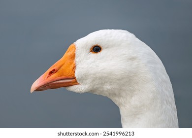 white geese swimming in the river. poultry farming on the farm. Goose close-up. - Powered by Shutterstock