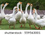 White geese in Thailand